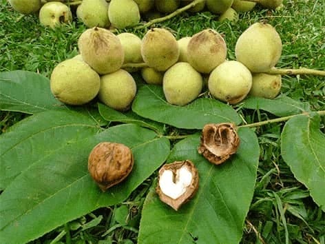black-walnut-jodasis-riesutmedis-juglans-nigra-l