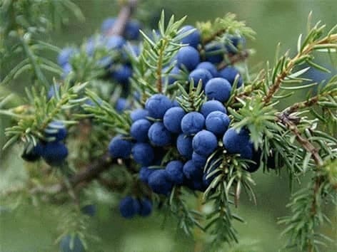 paprastasis-kadagys-juniperus-communis-kadagio-uogos