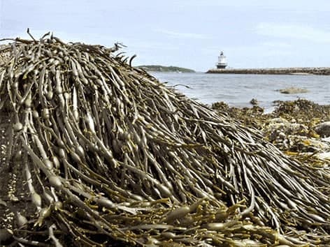 norwegian-kelp-gp-juros-dumbliai-norwegian kelp
