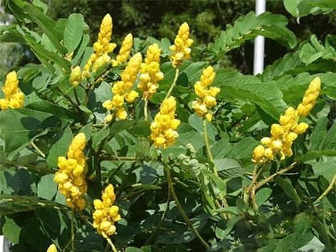 sanitea-siauralapiu-kasiju-lapai-cassia-angustifolia